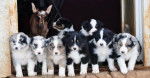 Huit chiots Berger Australien sortant par une porte 
