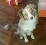 iouky - Berger Australien Mâle (1 an)