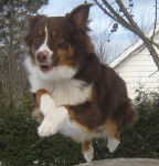 Maya ( Qui saute ) - Berger Australien (1 an)