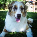 Daisy - Berger Australien (2 ans)