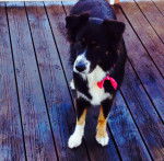 Farah la star - Berger Australien (4 ans)