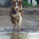 Joyce - Berger Australien (1 an)