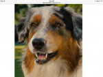 Mazie - Berger Australien (2 ans)