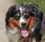 Berger Australien d'Am&eacute;rique - Berger Australien