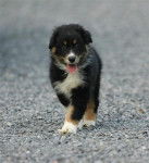 Flo de la Gadaille - Berger Australien