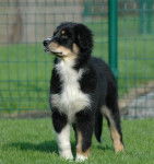 Flo de la Gadaille - Berger Australien