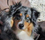 Uchka Wakan - Berger Australien