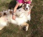 Vainilla - Berger Australien (2 ans)