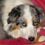 Zamina - Berger Australien (10 mois)