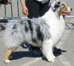 berger australien - Berger Australien