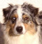 berger australien - Berger Australien