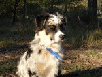 Boogie (Berger Australien) 5 mois - Berger Australien (5 mois)