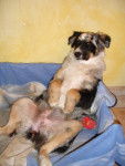 Boogie (Berger australien de 5 mois et demi) - Berger Australien (5 mois)