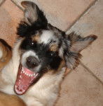 Boogie (Berger australien) - Berger Australien