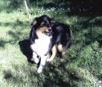 Berger australien --> Sweety - Berger Australien