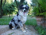 Boogie, 11 mois (Femelle Berger Australien) - Berger Australien (11 mois)