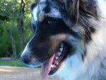 Boogie, 11 mois, femelle Berger Australien - Berger Australien (11 mois)