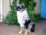 Boogie, 11 mois, femelle Berger Australien - Berger Australien (11 mois)