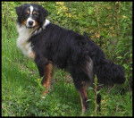 Berger australien "A mon ami" - Berger Australien