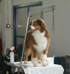 Berger Australien - That's all Folks des Chemins Cathares - Berger Australien