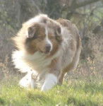 Berger Australien - Pirate of the Moon des Chemins Cathares - Berger Australien