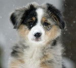 ???? - Berger Australien