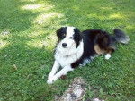 Chuck - Berger Australien M&acirc;le (2 ans)