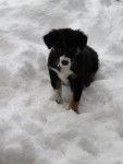 p'tite louloute dans la neige - Berger Australien (2 mois)