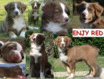 Enjy Red - Berger Australien (2 ans)