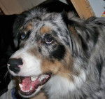 Dalko, berger australien - Berger Australien