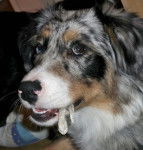 Dalko, berger australien - Berger Australien