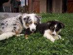 Crystale et Dexter, berger australien - Berger Australien