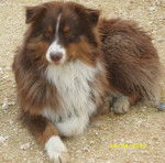 Ty, berger australien - Berger Australien