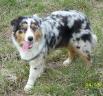 Cassis, berger australien - Berger Australien