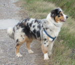 Cassis, berger australien - Berger Australien