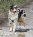 Cassis, berger australien - Berger Australien