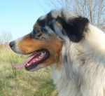 Cassis, berger australien - Berger Australien