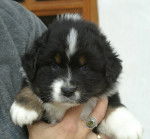 Chiot Berger Australien - Berger Australien