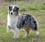 TRUE BLUE JEWEL DES CHEMINS CATHARES - Berger Australien