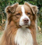 UN JOY D'AMOR DES CHEMINS CATHARES - Berger Australien