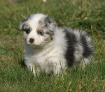 Chiot bleu merle - Berger Australien