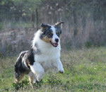 VOLTE FACE DES CHEMINS CATHARES - Berger Australien