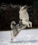 Shallow rivers' ak&eacute; shawnee dit Alaska - Berger Australien