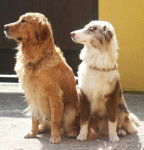 Crumble Berger Australien - Urasy Golden retriever - Berger Australien