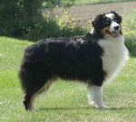 Born in rosebud Unbelievable - Berger Australien M&acirc;le