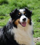 Born in rosebud Unbelievable - Berger Australien Mâle