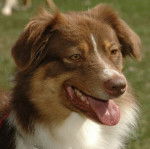 Born in rosebud Tell me more - Berger Australien