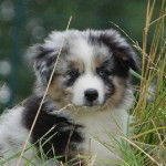 Born in rosebud Drive me to the Moon - Berger Australien Mâle