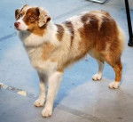 Chana-Red - Berger Australien