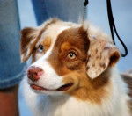 Chana-Red - Berger Australien